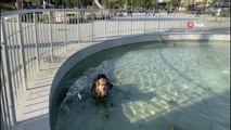 Su içmek için süs havuzuna giren köpek çıkamayınca devreye itfaiye ekipleri girdi