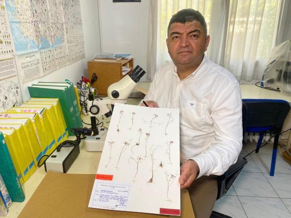 BİLİM DÜNYASI, ENDEMİK TÜR 'İZMİR SOĞANI'NI KEŞFETTİ