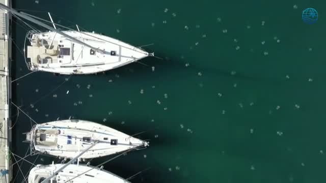 Las medusas Ellyfish invaden el puerto de la ciudad italiana de Trieste