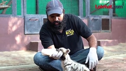 तरसाच्या गळ्याला जीपीएस लावण्याचा देशातला पहिला प्रयोग पुण्यात
