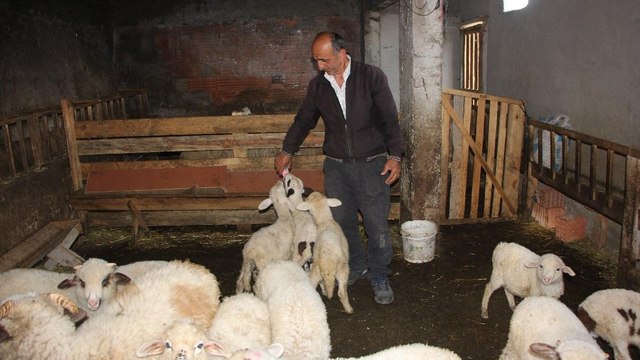 İnternetten satmak istediği koyunlarını dolandırıcılara kaptırdı