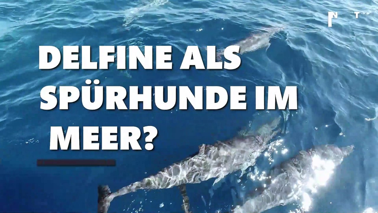 Delfine als Spürhunde im Meer?