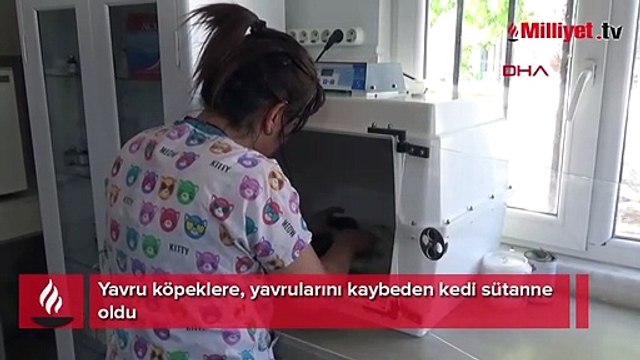 Yavru köpeklere, yavrularını kaybeden kedi sütanne oldu