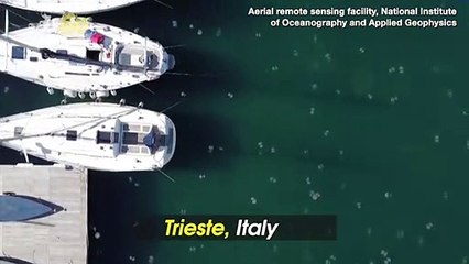 Must See! Thousands of Jellyfish Appear in Italian Harbor