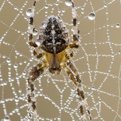 Männliche Spinnen springen nach dem Sex um ihr Leben