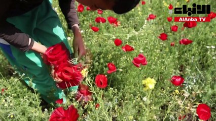 الورود تتفتح في محافظة إدلب السورية التي مزقتها الحرب