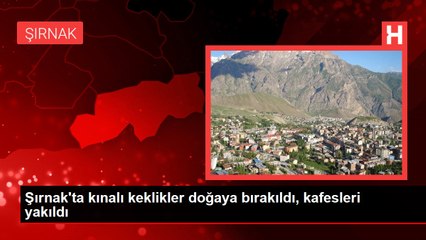 Şırnak'ta kınalı keklikler doğaya bırakıldı, kafesleri yakıldı