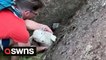 Heart-warming moment walkers rescue lamb trapped between rocks and reunite it with its mum