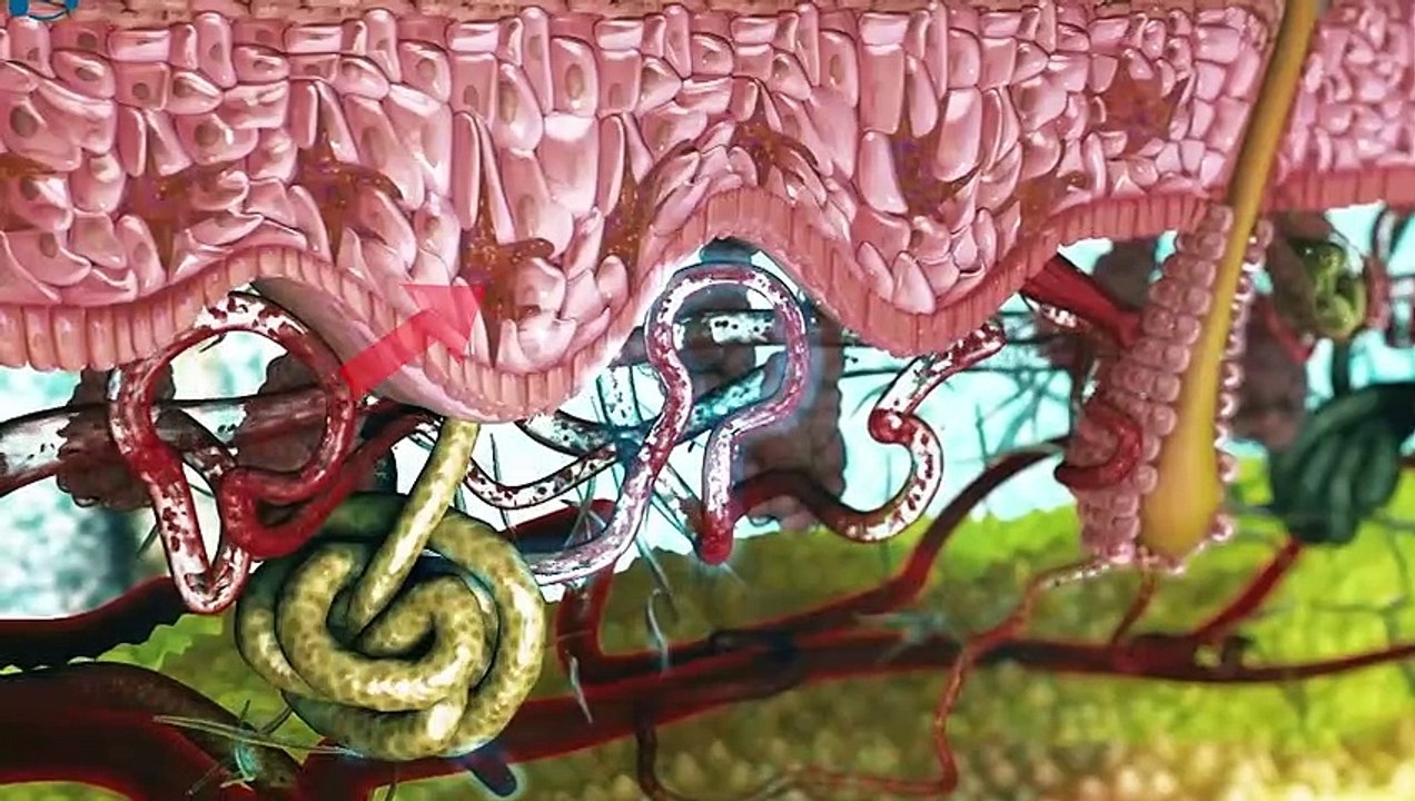 How Does Human Skin Works Skin Structure And Function in Urdu Hindi