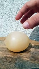 Oeuf rebondissant