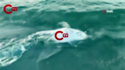 Bursa'da bir ölü yunus daha karaya vurdu