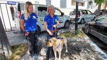 Les chiens guides d'aveugles remettent Ramos à Amar