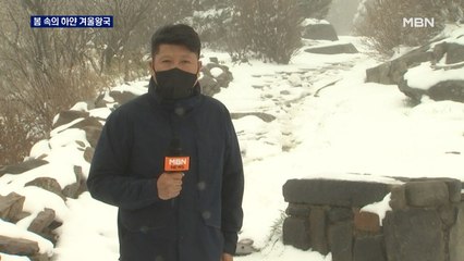 푸른 봄 속의 하얀 겨울왕국…4월 끝자락에 핀 눈꽃 '환상'