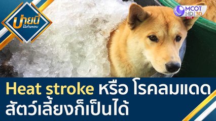 Heat stroke หรือ โรคลมแดด สัตว์เลี้ยงก็เป็นได้ | บ่ายนี้มีคำตอบ (29 เม.ย. 65)