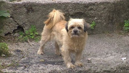 [대구] 대구시, 유기견 입양하면 '펫 보험' 1년간 무료 지원 / YTN