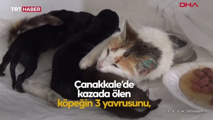 Yavrularını kaybeden kedi, yavru köpeklerin sütannesi oldu