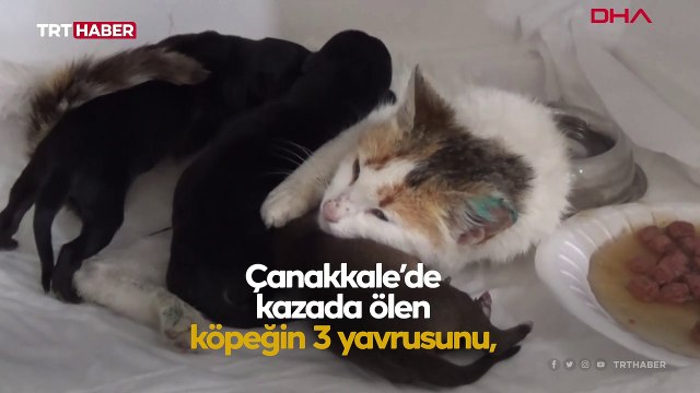 Yavrularını kaybeden kedi, yavru köpeklerin sütannesi oldu