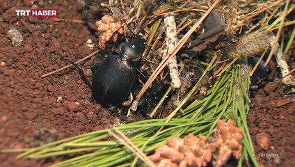 Çam ağaçlarına biyolojik kalkan: Avcı böcekler