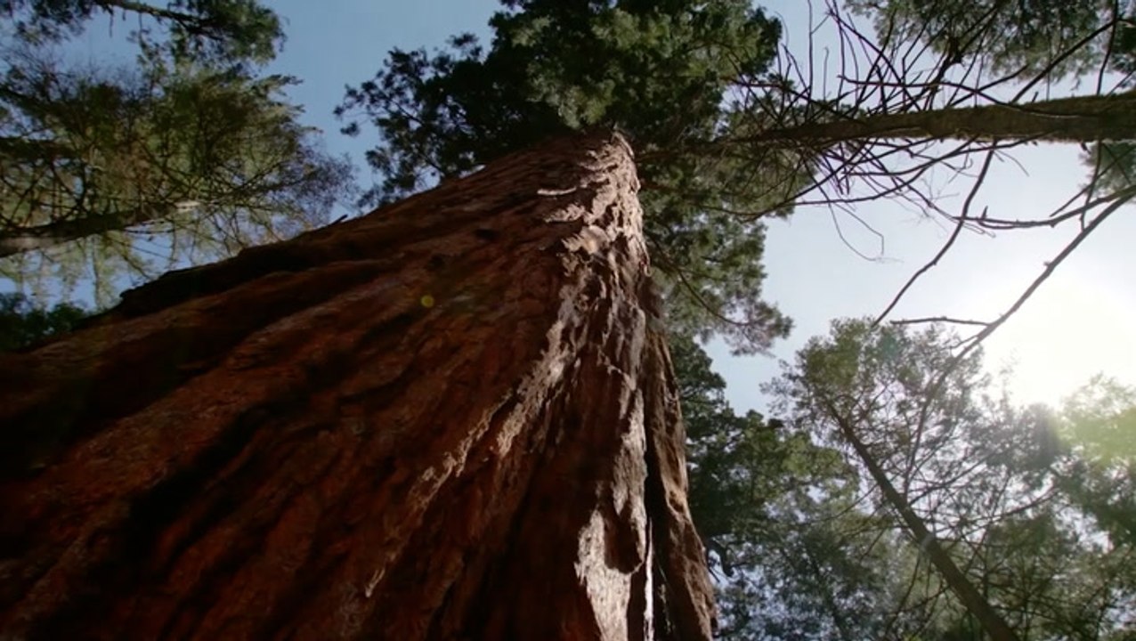 How planting a tree helps the environment