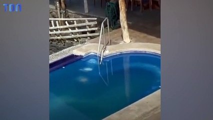 Une otarie vole le transat d'un client d'un hôtel