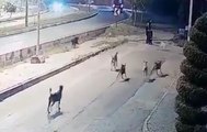 Korku dolu anlar kamerada! Sokakta yürürken köpek sürüsünün saldırısına uğradı