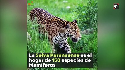 El IMiBio y su saludo por el Día del Animal