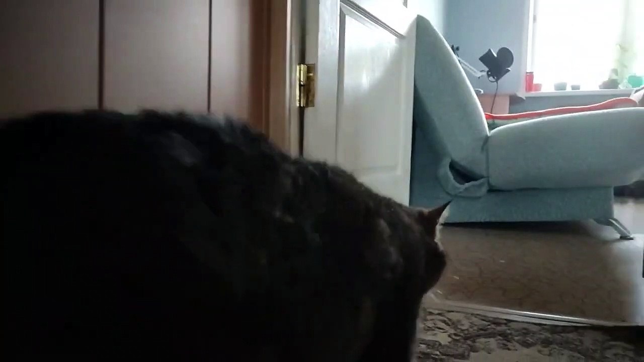 Yes, Tubby can jump!