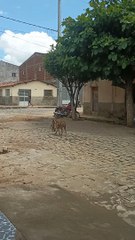 Mama dog Trying to Take Puppy Home