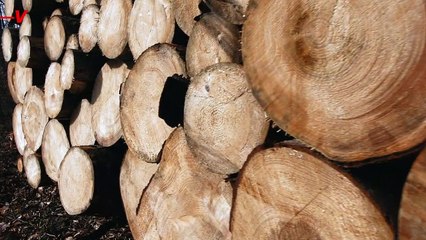 10 Soccer Fields Worth of Tropical Forests Were Destroyed Every Minute of 2021