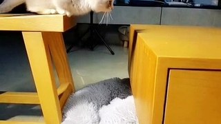 Kucing lucu | funny cat