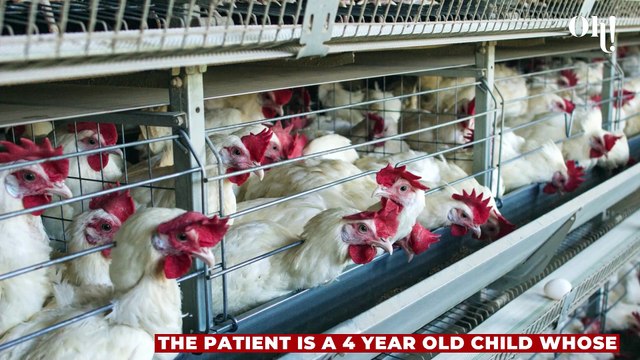 Bird flu: A new strain has been detected for the first time in humans in China