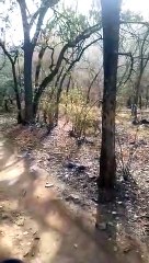 गर्मी बन रही प्रदेश में वन्यजीवों के लिए बैरन