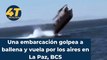 Lancha con turistas impacta contra un tiburón ballena; hay 3 niños heridos