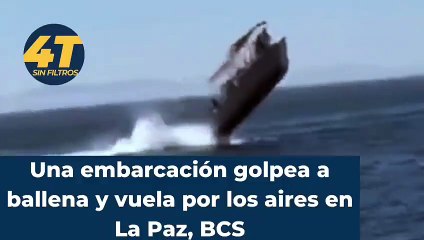 Lancha con turistas impacta contra un tiburón ballena; hay 3 niños heridos