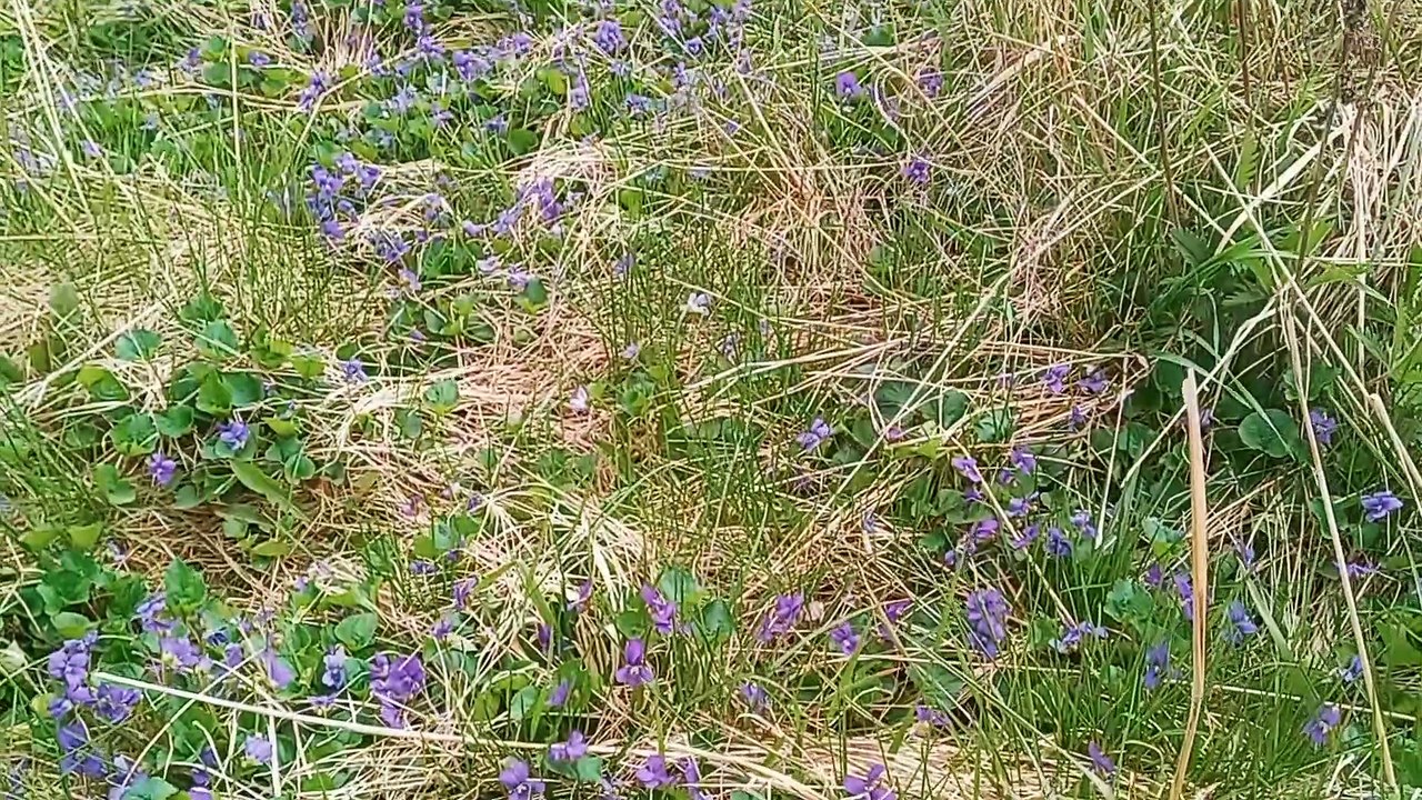 Appreciating Creeping Charlie & Wild Violets in a Food Forest