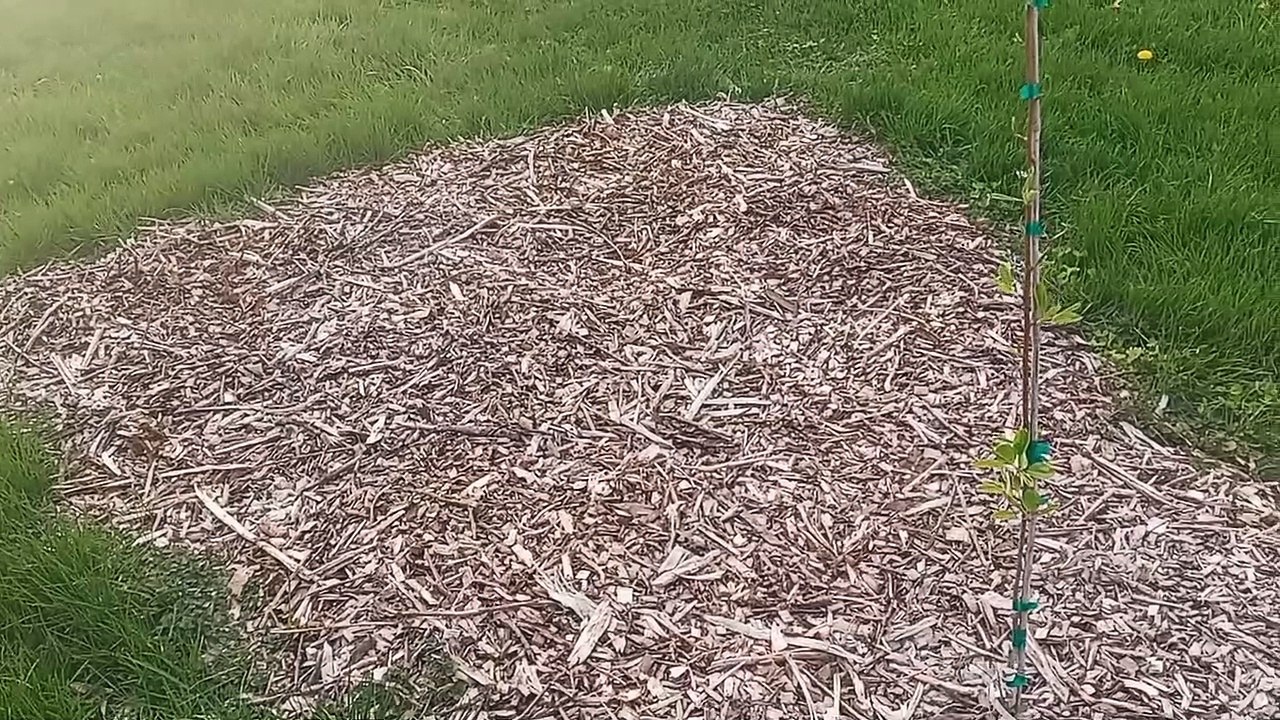 First Asparagus of the Year!