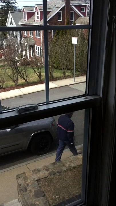 Territorial Turkeys Intimidate Mailman