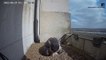 Watch moment endangered peregrine falcon hatches in nest on Parkinson Tower for first time in three years