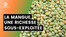 Burkina Faso: Mango, an under-exploited resource
