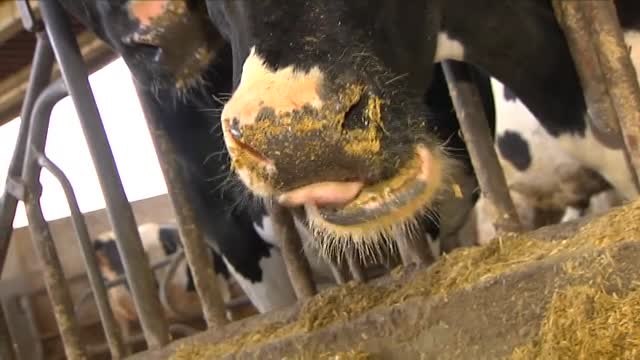Vacas con mascarillas para combatir el cambio climático