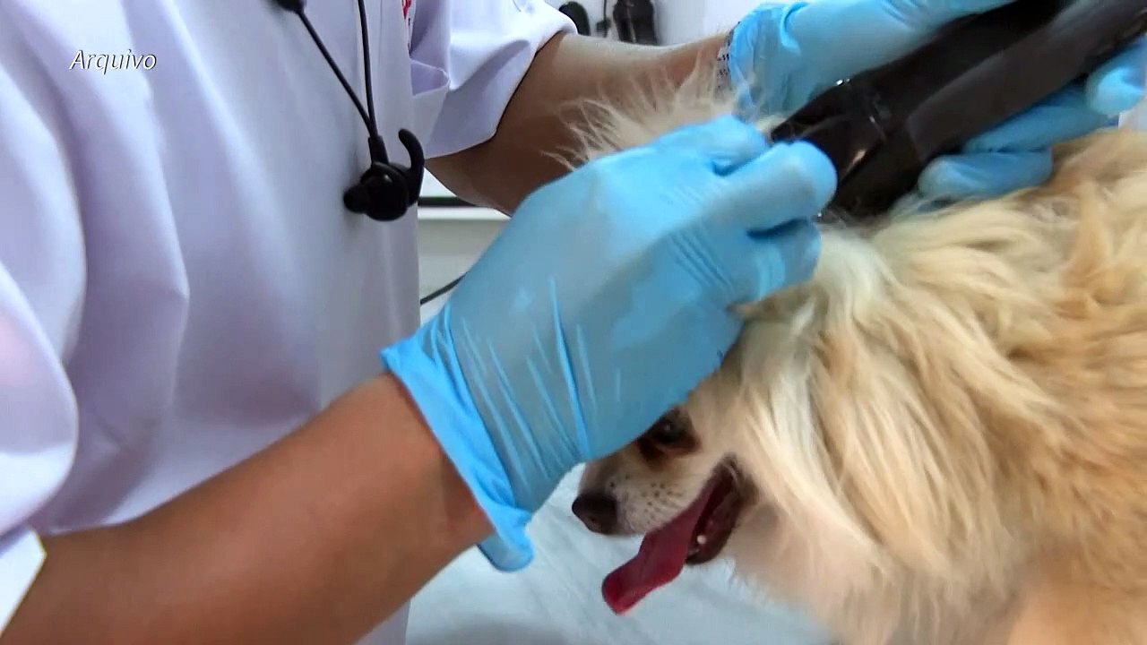 Estudo desmistifica estereótipos sobre relação entre raça e comportamento de cães