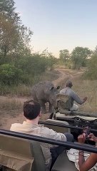 Rhino Keeps Tourist on Their Toes