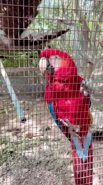 Yannick Noah en vacances en famille en Jamaïque.