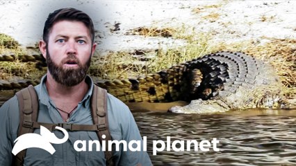 Ataque de crocodilo em Moçambique | Criaturas Misteriosas com Forrest Galant | Animal Planet Brasil