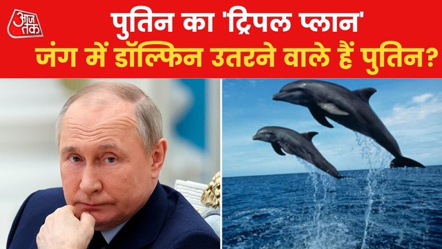 Dolphins are Russia's new secret weapon in Ukraine war