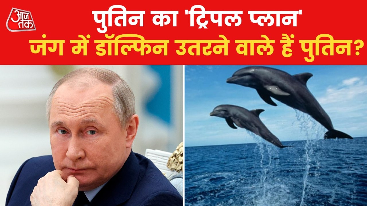 Dolphins are Russia's new secret weapon in Ukraine war