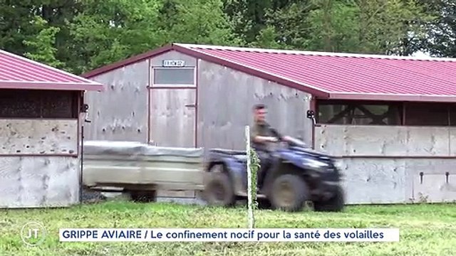 GRIPPE AVIAIRE / Le confinement nocif pour la santé des volailles