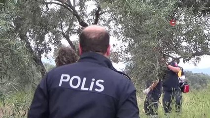 Zeytin ağacına asılı halde bulundu