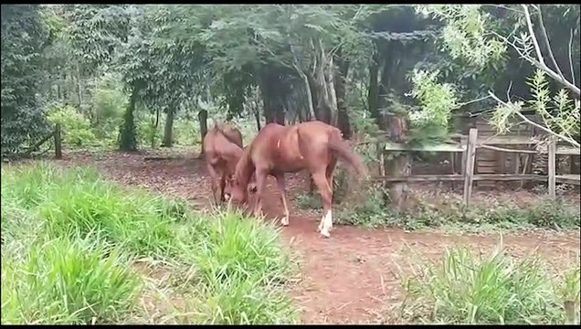 Patrulha Ambiental resgata cavalos em situação de maus tratos em Cascavel