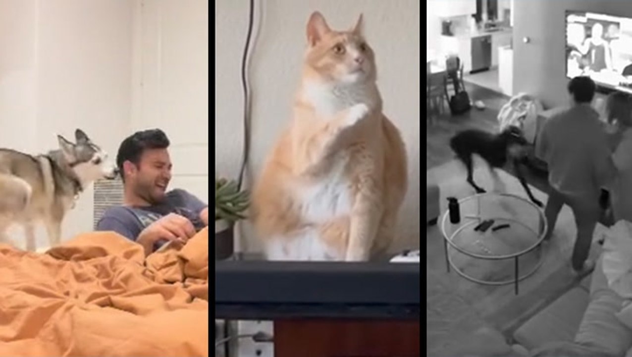 How We Know Our Pets Love Us